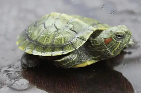 巴西龟拉稀怎么办