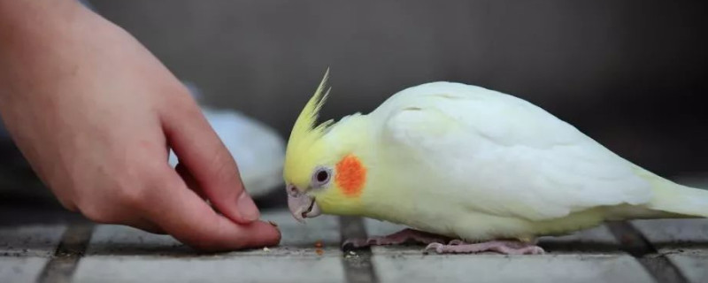 黄桃鹦鹉的饲养与禁忌