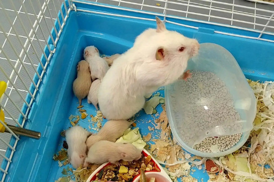 仓鼠最喜欢吃什么