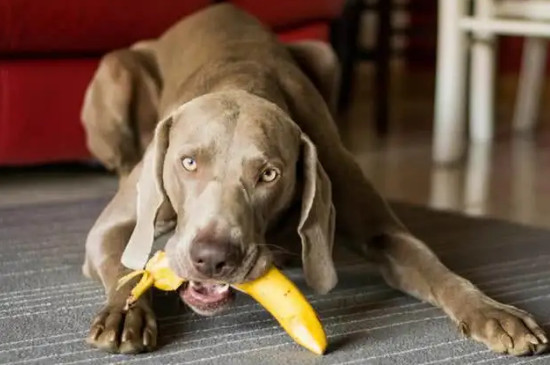 小狗能不能吃香蕉