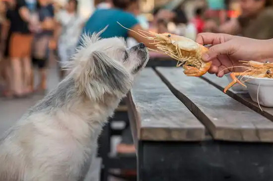 小狗能吃虾肉吗?