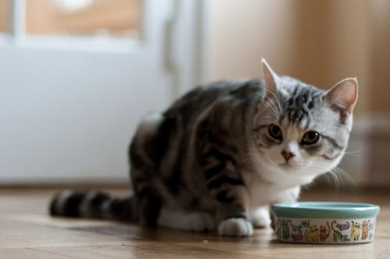 猫咪挑食,吃的特别少怎么办