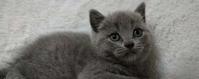 英短母猫会发腮吗