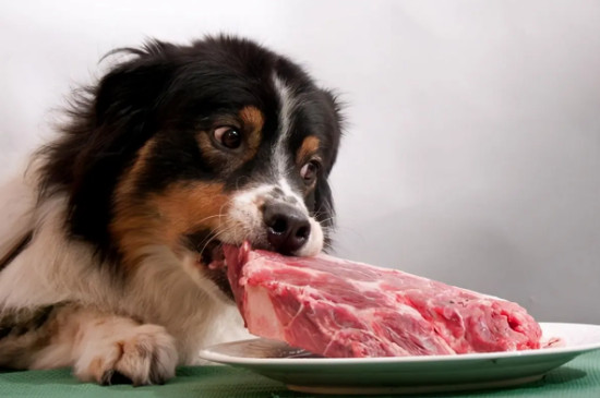 狗狗可以吃清水煮牛肉吗