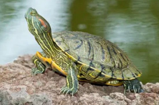 巴西龟能放生吗