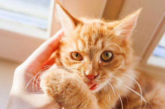 猫吃香蕉吗