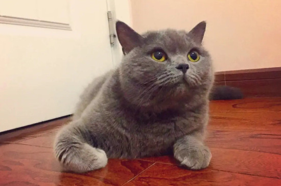 猫可以吃核桃吗