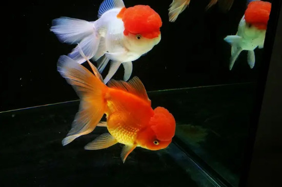 鱼缸温度多少合适