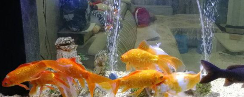 鱼缸温度多少合适