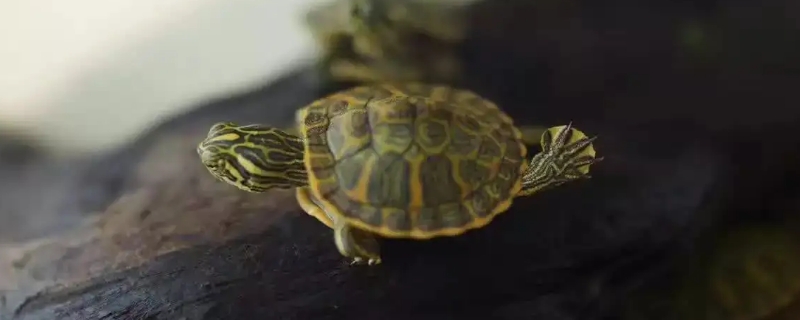 刚孵化的小乌龟,有脐带怎么办