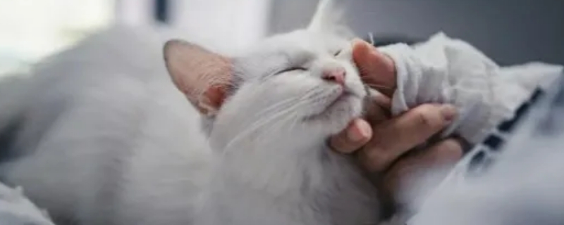 猫咪太凶了怎么驯化