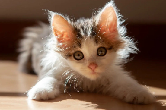 猫咪太凶了怎么驯化