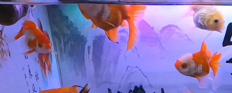 新鱼不过水有什么后果