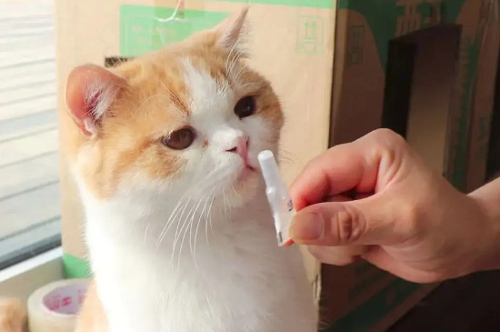 怎么给宠物除虫