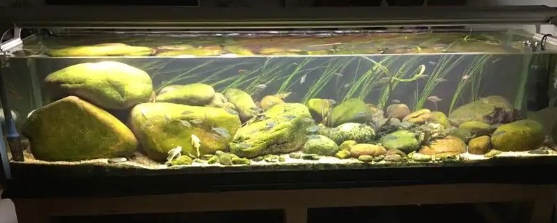 新缸养水几天可以放鱼