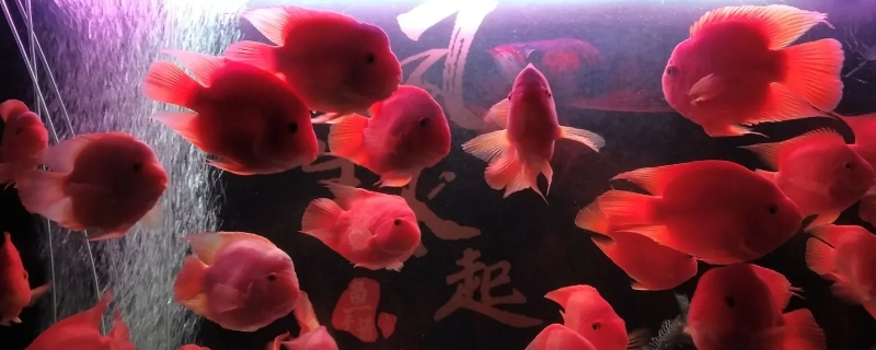 金刚鹦鹉鱼和财神区别
