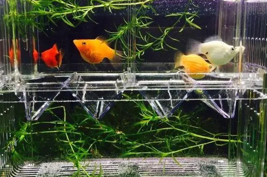 新鱼缸快速养水的方法