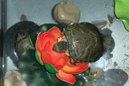 龟冬天怎么养