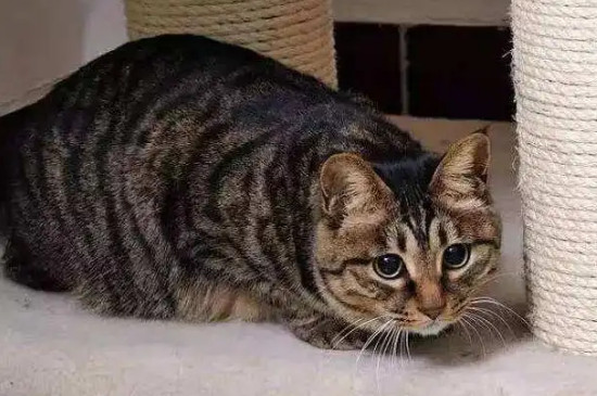 小猫鼻子干没精神嗜睡为什么
