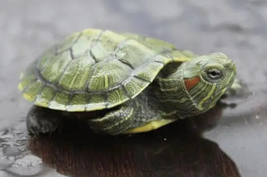 巴西龟一年能长多大