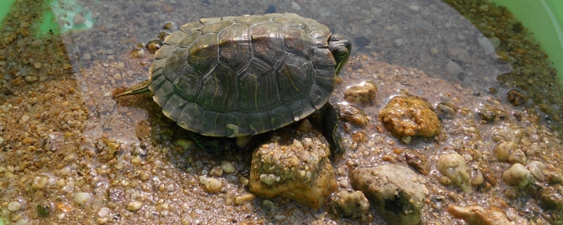 冬天乌龟要晒太阳吗