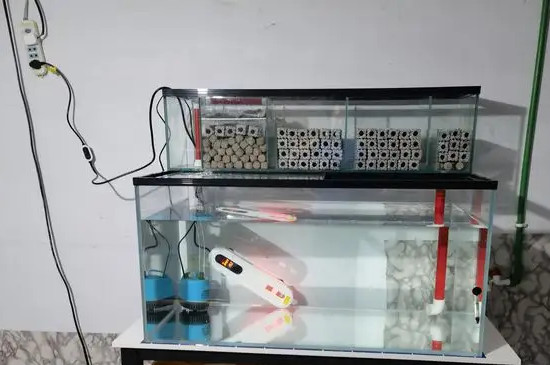 鱼缸水流太大会影响鱼休息吗