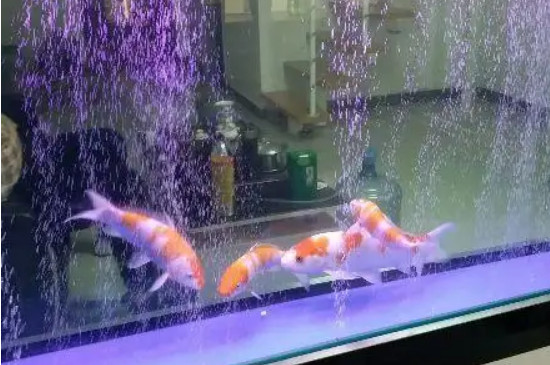 鱼缸蛋白虫怎么清除