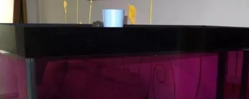 鱼缸蛋白虫怎么清除