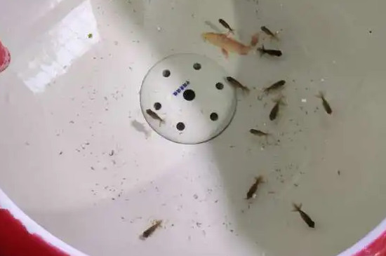 孔雀鱼鱼苗怎么喂养