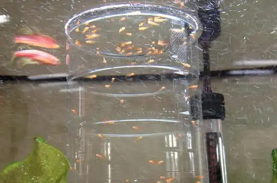 孔雀鱼苗陆续死掉是什么原因