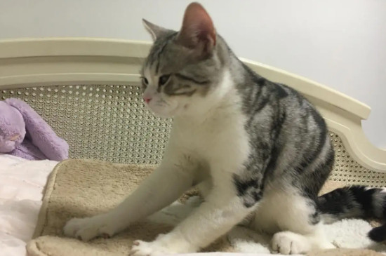 为什么我家的猫从来不踩奶