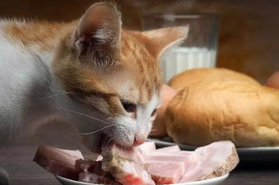 猫不吃肉会瞎吗